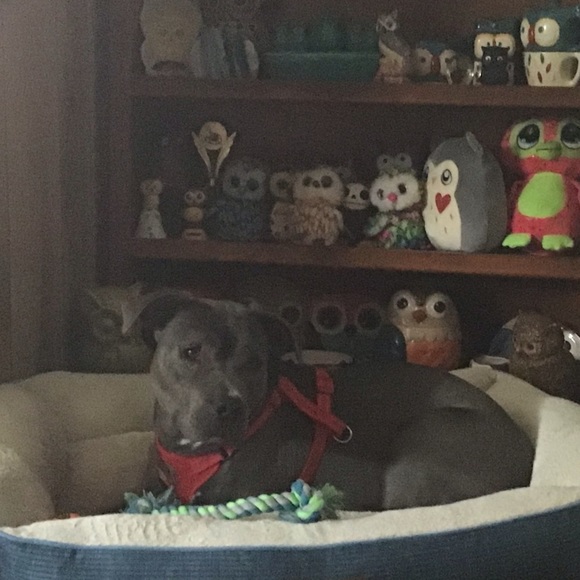 Meet your Posher, Amy - Picture 2 of 11